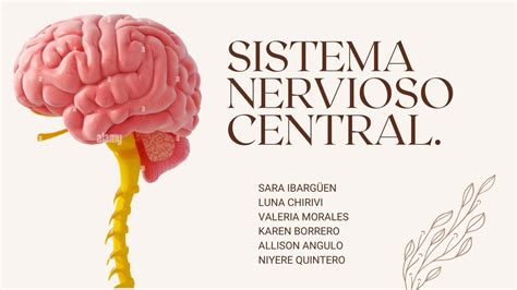 Sistema Nervioso Central Sara Sofia Ibarguen Mosquera UDocz