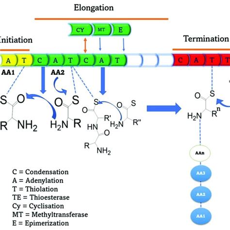 Illustration Of Synthesis Of Nrps In Three Steps As Designated By Three Download Scientific