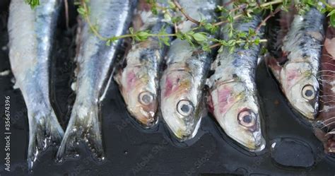 Grilled Fresh Sardines Roasted With Charcoal Barbecue With Delicious