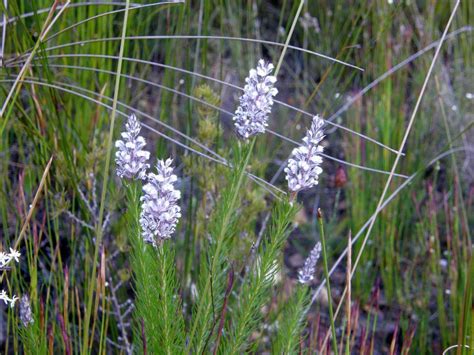 Lax Triplespoon From Greyton Nature Reserve Maermanskloof On August