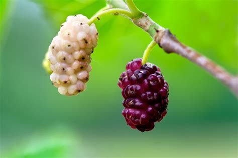 Morus Alba White Mulberry Pepinierele Van Den Berk