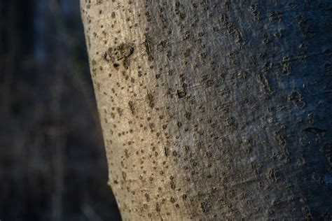 Gratis Afbeeldingen Boom Natuur Rots Licht Hout Zonlicht