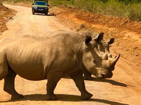 Safari de 3 jours à la réserve naturelle d Ol Pejeta GetYourGuide