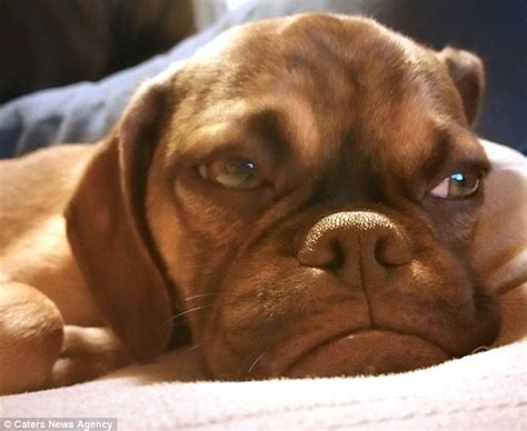 Puggle Earl Becomes The New Grumpy Cat After Internet Falls In Love