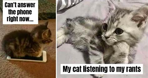 Funny Cat Memes That Will Make Your Day Seem A Little Better