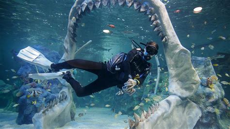 Dive With Sharks Experience At The Bear Grylls Adventure