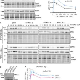 pY374 PKCδ enhances ERK activation downstream of EGFR a and b ERK