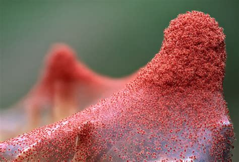 Red spider mites (Tetranychus urticae)