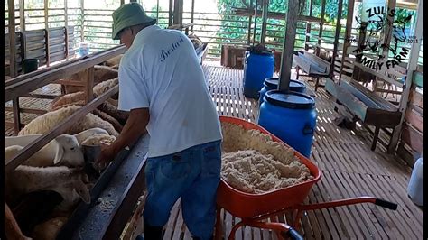 WAKTU MAKAN TENGAHARI KAMBING HAMPAS SOYA YouTube