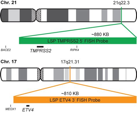 Tmprss Etv Fusion Translocation Fish Probe Kit Cytotest