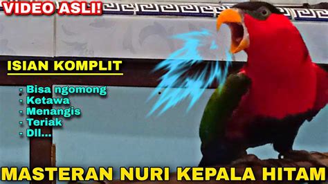 MASTERAN BURUNG NURI KEPALA HITAM GACOR BISA NGOMONG ISIAN PALING