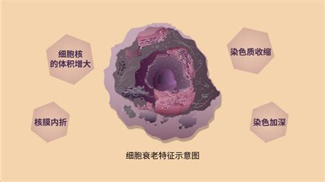 【生物大师高中】细胞的衰老和死亡——被复制的人莉娜