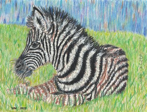 Zebra In Colored Pencils By Tulipteardrops On Deviantart