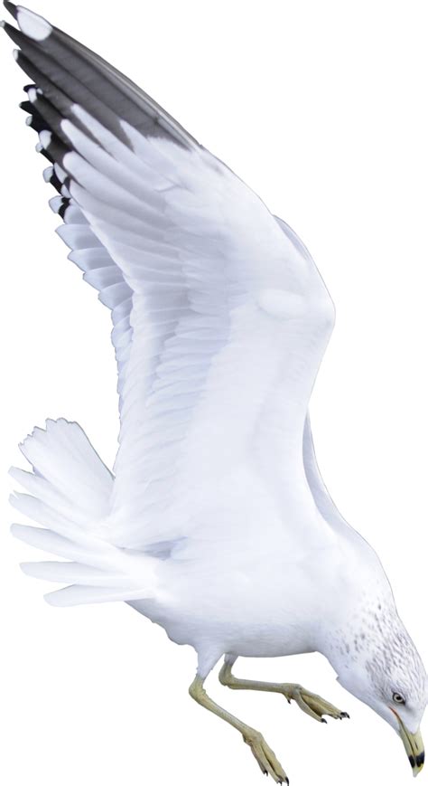 Sea Bird PNG Transparent Sea Bird PNG HDPng