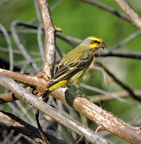 Ugandan Birding Wildlife Safari Day Prime Birdwatching Tours