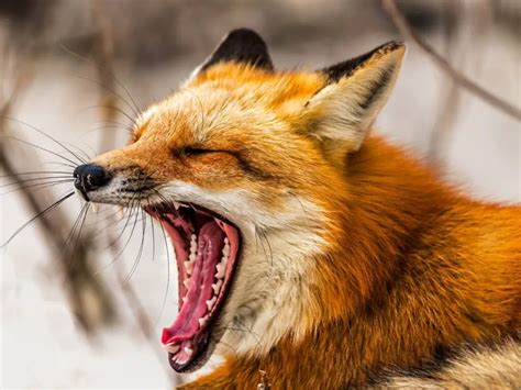Adaptations Of A Red Fox Behavioral Structural And Physiological