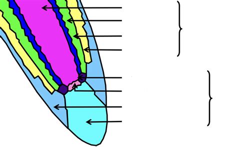 Root apical meristem Diagram | Quizlet