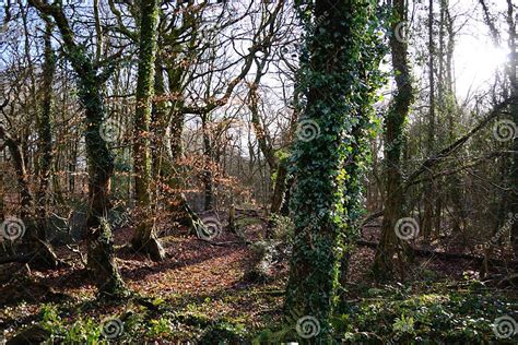 English Woods Stock Image Image Of Background Country 38002493