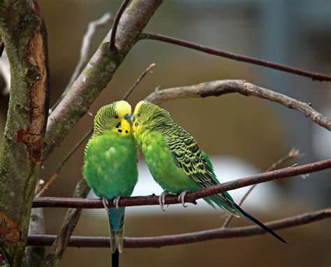 Images Gratuites Branche Oiseau Faune Le Bec Ensemble Lorikeet