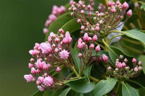 10 Woodland Shade Garden Ideas To Transform Your Tree Filled Yard