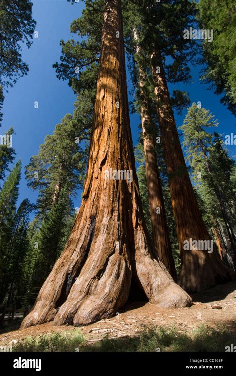 Sequoia, Mariposa Grove, Yosemite National Park, California, USA Stock ...