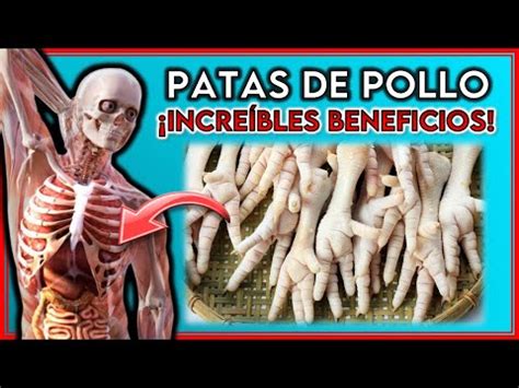 Todo Lo Que Debes Saber Sobre Las Patas De Pollo Para Perros En