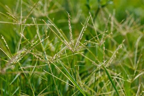 11 Common Weeds In Indiana You Should Immediately Eradicate