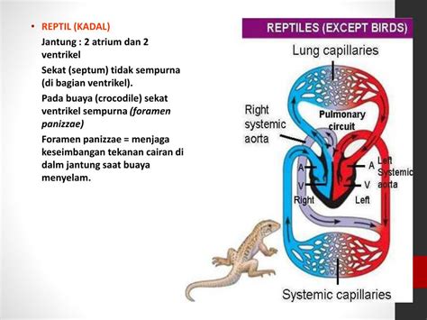 Sistem Peredaran Darah Kadal Homecare24