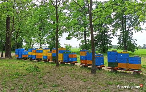 MIÓD RZEPAKOWY z własnej pasieki 900ml 1 25kg WYSYŁKA Sieradz