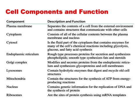 Ppt Metabolic Pathways Powerpoint Presentation Free Download Id