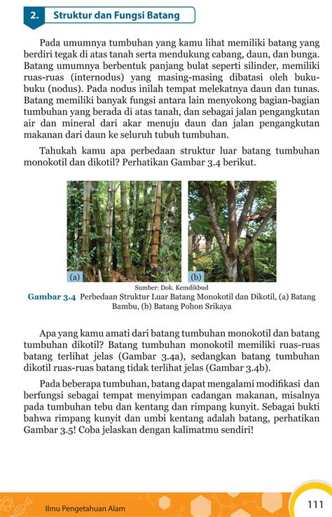 Ipa 8 Kd4 Struktur Dan Fungsi Akar Batang Daun Dan Bunga PDF