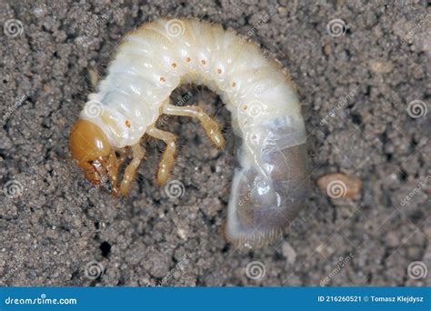 La Larva Del Escarabajo De Mayo N Cockchafer O Puede Bicho