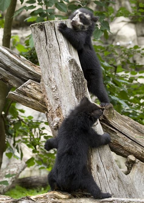 Andean bear cubs | Smithsonian Institution