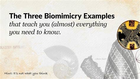 The Three Biomimicry Examples that Teach You (almost) Everything