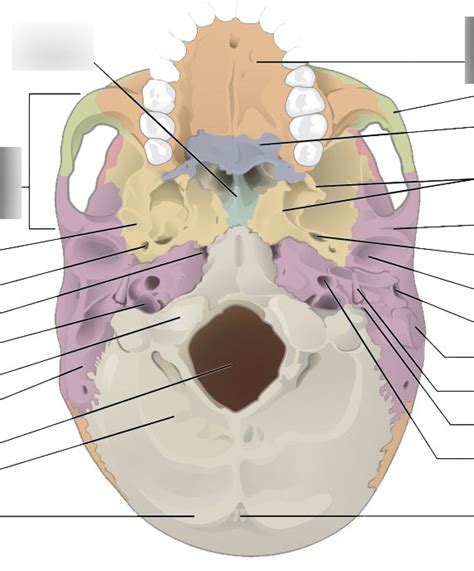 Anthro 101 Human Osteology Skull 2 Diagram Quizlet