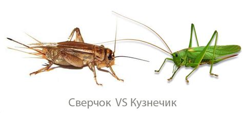 Кузнечики Фото Разновидности — Картинки фотографии