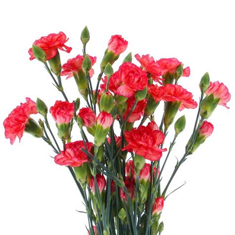 Carnation Spray X 5 Individual Stems Orange