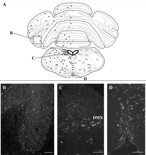 A Section At The Level Of The Rostral Part Of The Arcuate Nucleus Of