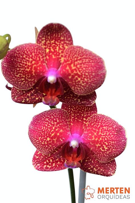 Phalaenopsis Vermelha Pintas Adulta Merten Orquídeas Loja