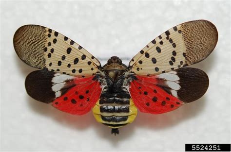 Spotted Lanternfly (Rutgers NJAES)