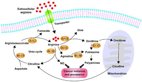 The Diagram Illustrates The Metabolic Pathways Of Arginine In Human Download Scientific Diagram