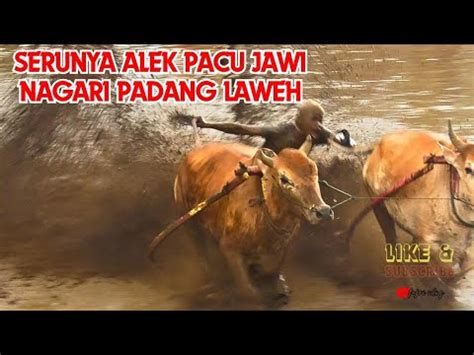 Serunya Alek Pacu Jawi Nagari Padang Laweh Tanah Datar Youtube