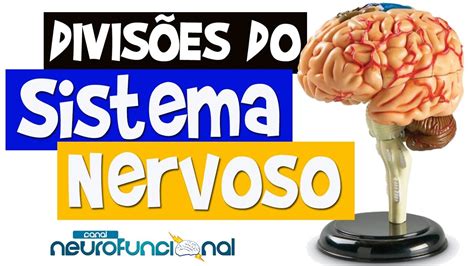 Neuroanatomia Divisões do Sistema Nervoso Aula Completa YouTube