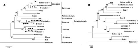 Nj Bootstrap Consensus Phylogenetic Trees Based On A Alignment 1