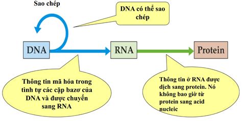 H C Y Chuy N H A Acid Nucleic