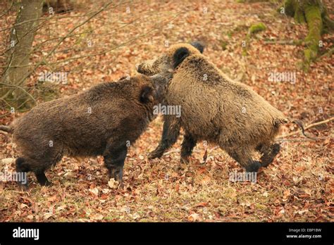 Pigs Mating Hi Res Stock Photography And Images Alamy