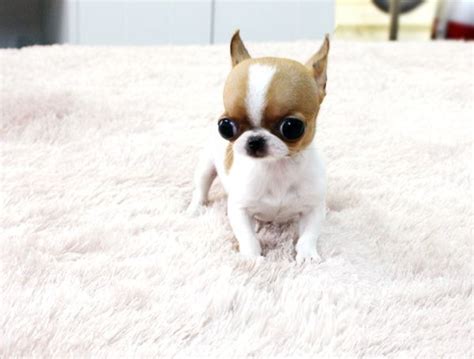 Chihuahua Teacup Applehead