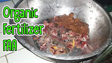 How To Make Fish Amino Acid Faa Organic Fertilizer Youtube