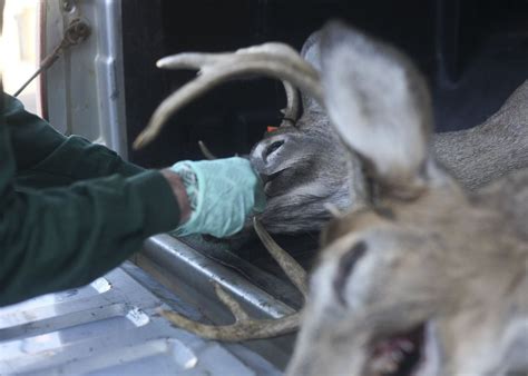 Chronic Wasting Disease Found In Fourth Michigan Deer