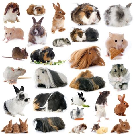 ᐈ Rodents stock images, Royalty Free rodents photos | download on ...